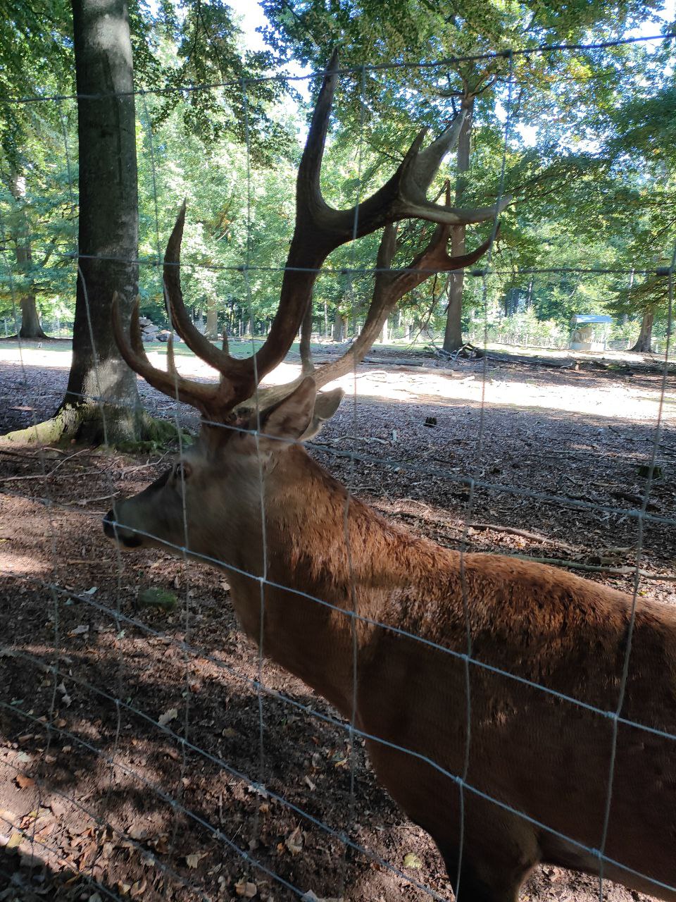 Wildpark_2c_8.jpg